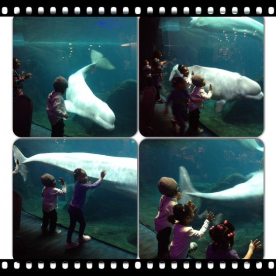 Beluga Whales at Georgia Aquarium ~ MommyTalkShow.com