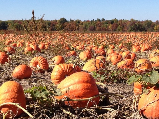 pumpkin patch