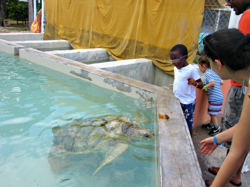 Cayman Island Turtle Fam